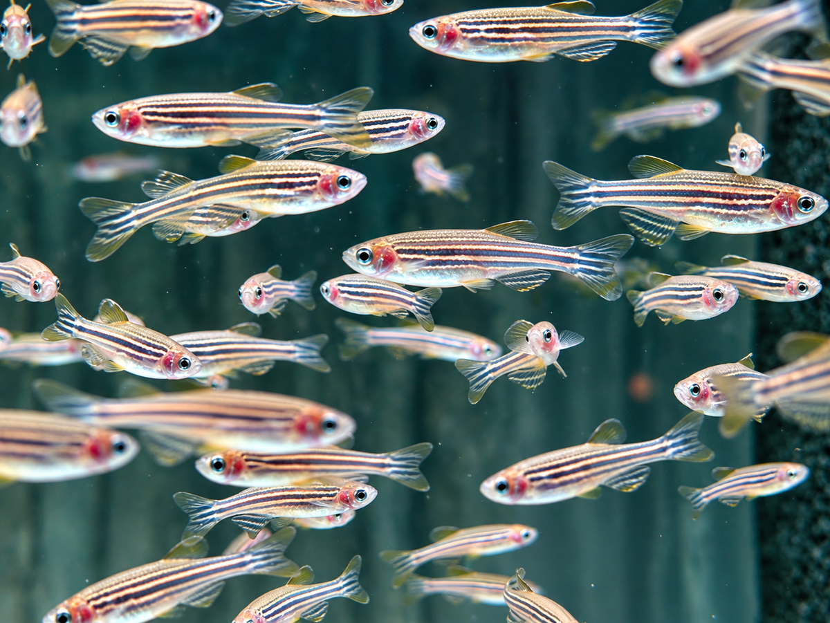 Zebrabärbling Brachydanio Danio rerio
