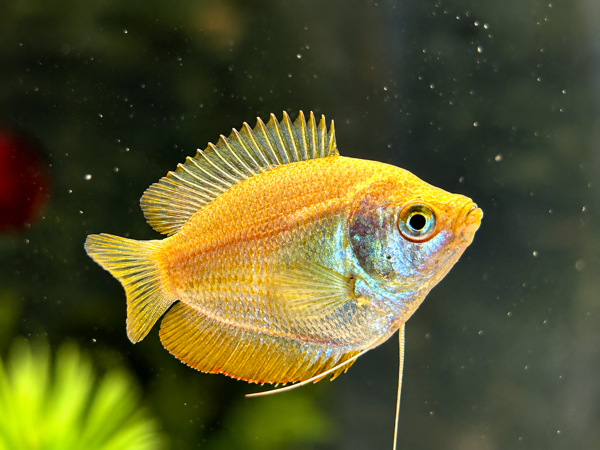 Zwergfadenfisch natur Colisa lalia