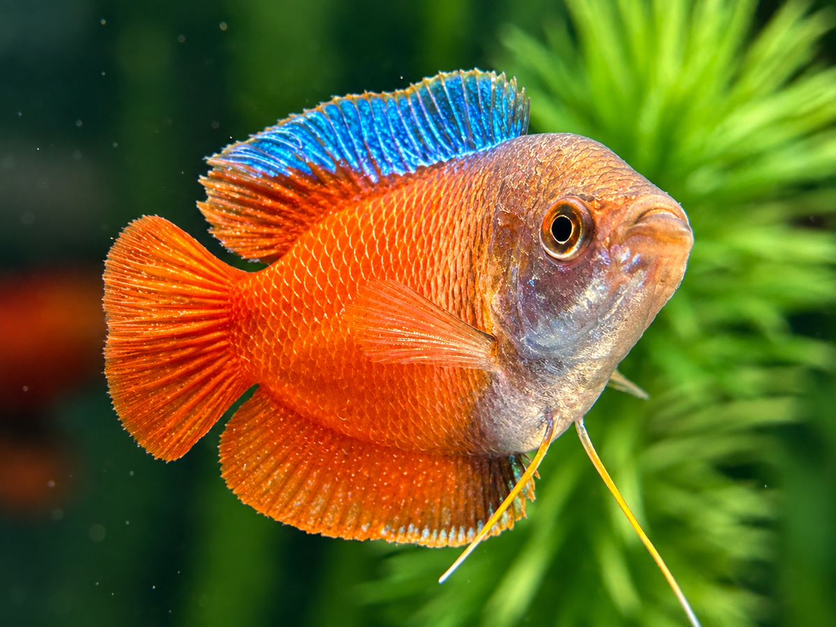 Zwergfadenfisch rot Colisa lalia