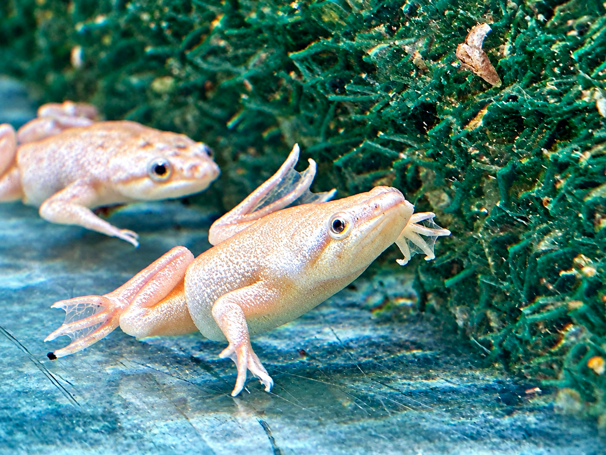 Zwergkrallenfrosch Platinum Gold Hymenochirus boettgeri 2-3 cm