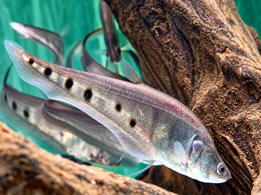 1000$ Tausenddollarfisch Chitala ornata Notopterus chitalai