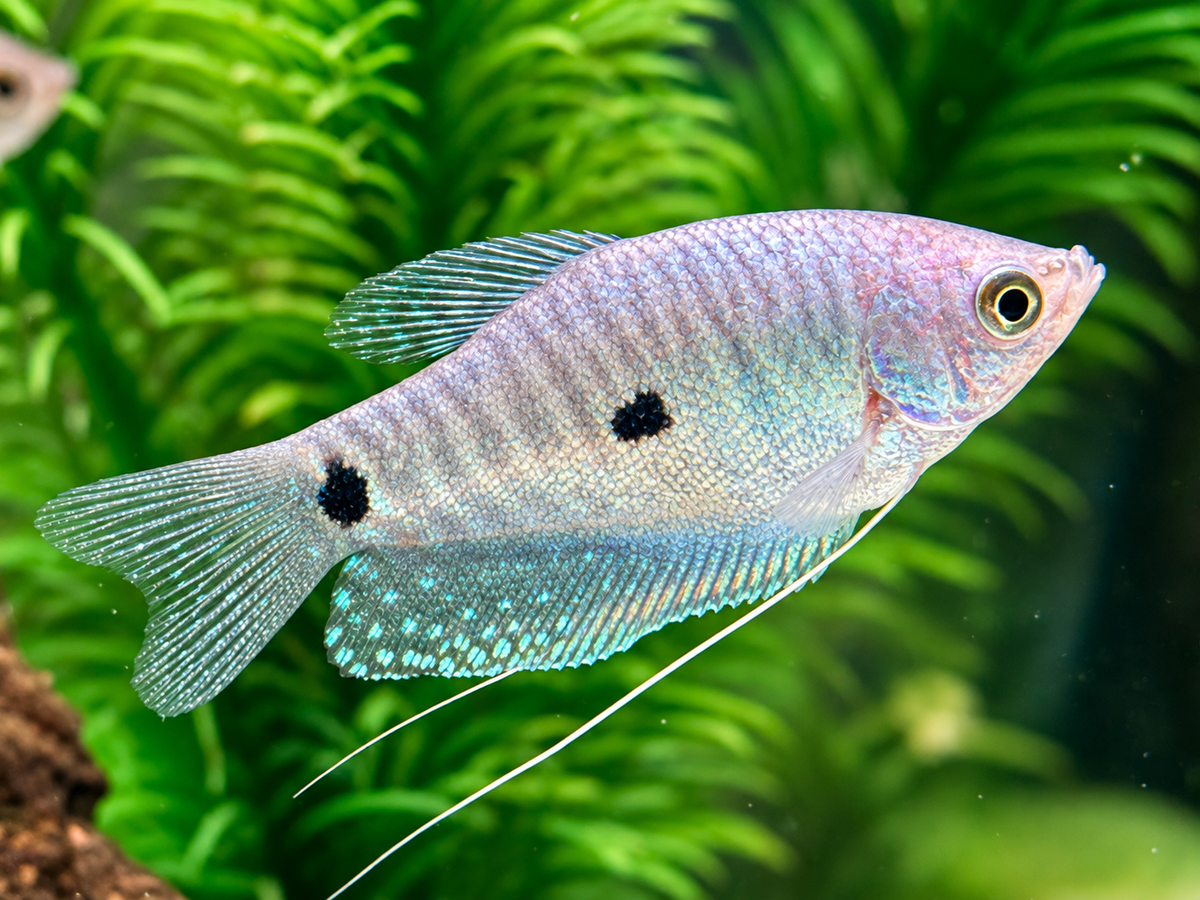 Blauer Fadenfisch Trichopodus / Trichogaster trichopterus
