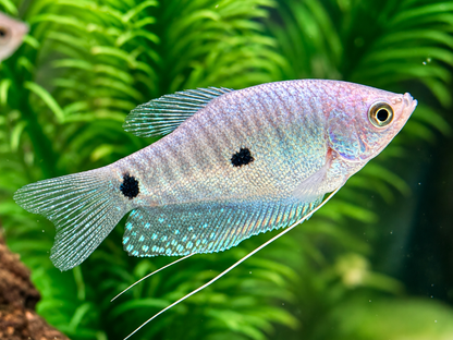 Blauer Fadenfisch Trichopodus / Trichogaster trichopterus