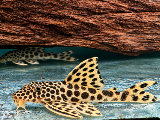 L75 Ancistomus cf. sabaji Leopard Trugschilderwels 7-8 cm