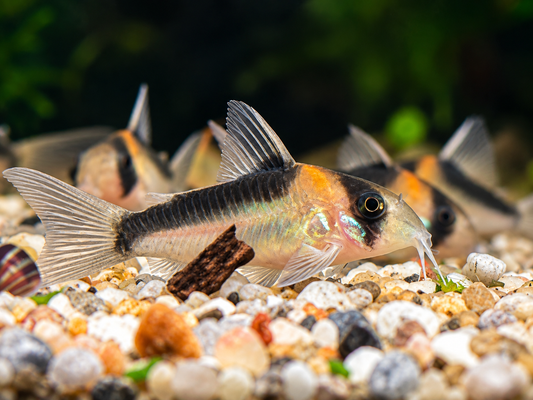 Orangefleck Panzerwels Corydoras Hoplisoma adolfoi