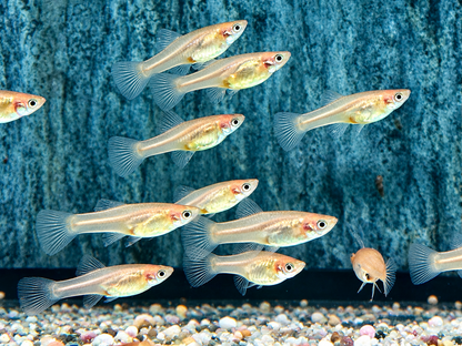 Red Scarlet Endler Guppy Poecilia wingei Weibchen