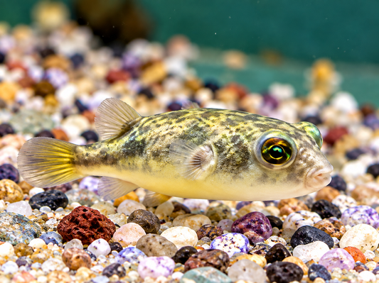 Nilkugelfisch Tetraodon fahaka lineatus