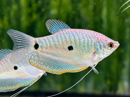 Blauer Fadenfisch Trichopodus / Trichogaster trichopterus