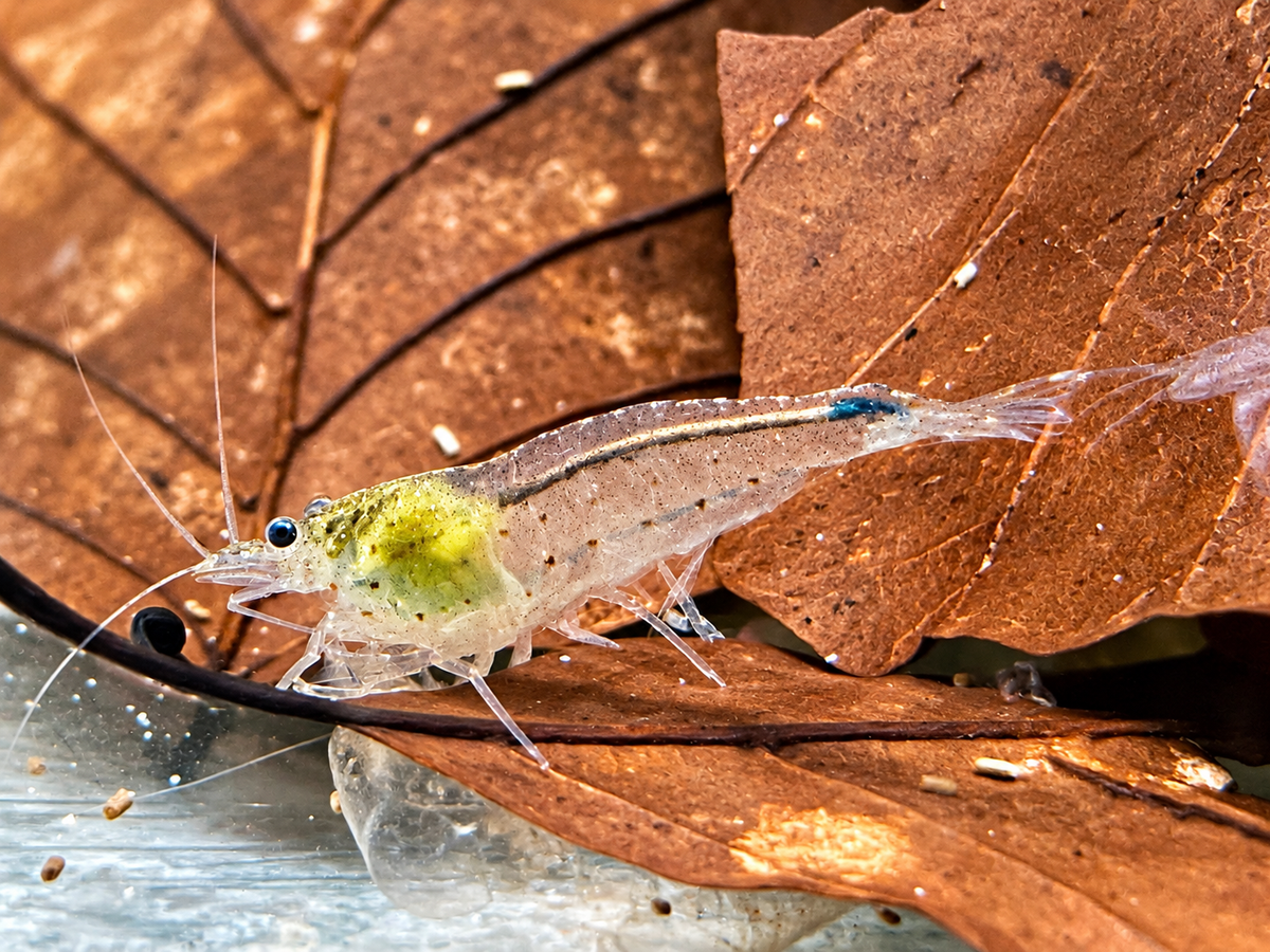 Amano Garnele Caridina multidentata L-XL