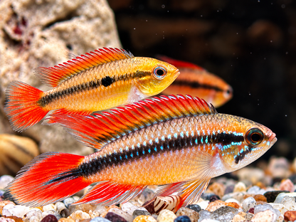 Agassiz' Zwergbuntbarsch Apistogramma agassizii red