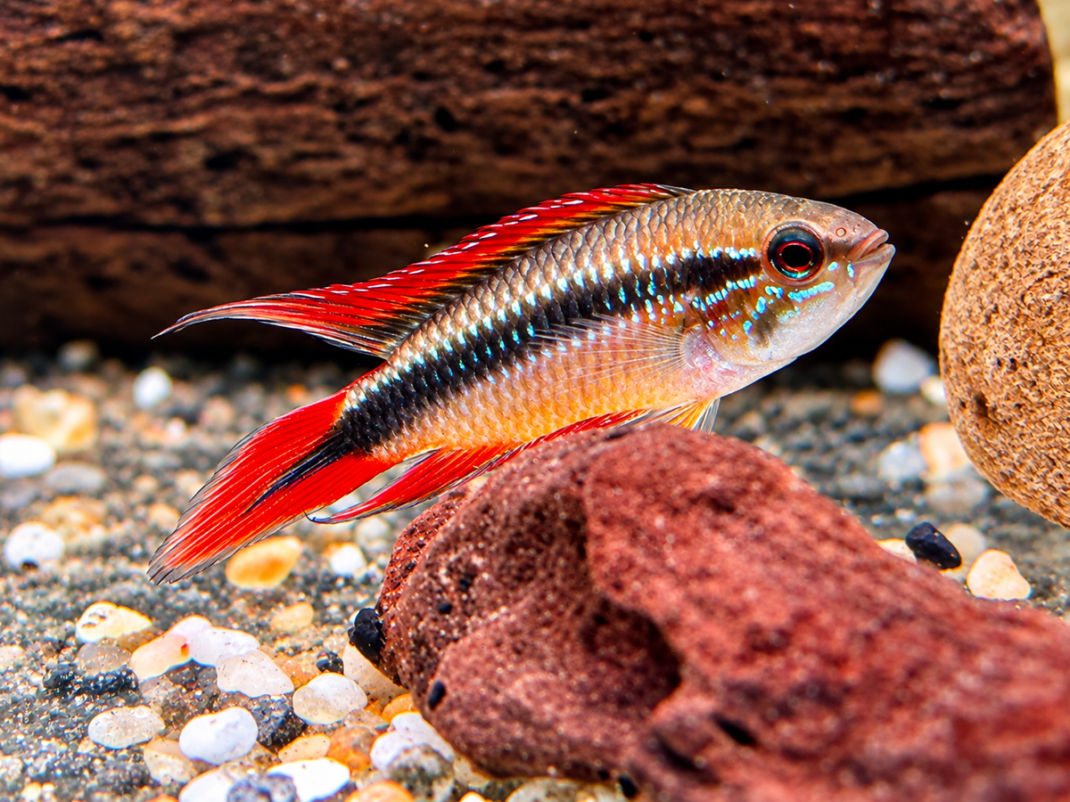 Agassiz' Zwergbuntbarsch Apistogramma agassizii red