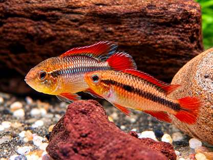 Agassiz' Zwergbuntbarsch Apistogramma agassizii red