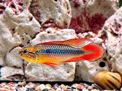 Agassiz' Zwergbuntbarsch Apistogramma agassizii red