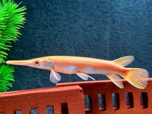 Albino Alligatorhecht Atractosteus Lepisosteus spatula 14-16 cm