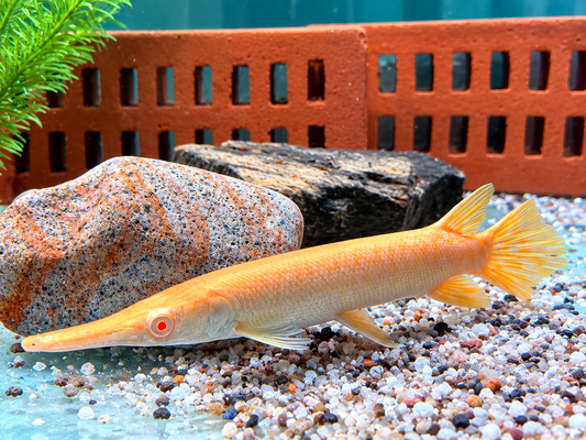 Albino Alligatorhecht Atractosteus Lepisosteus spatula 25-28 cm