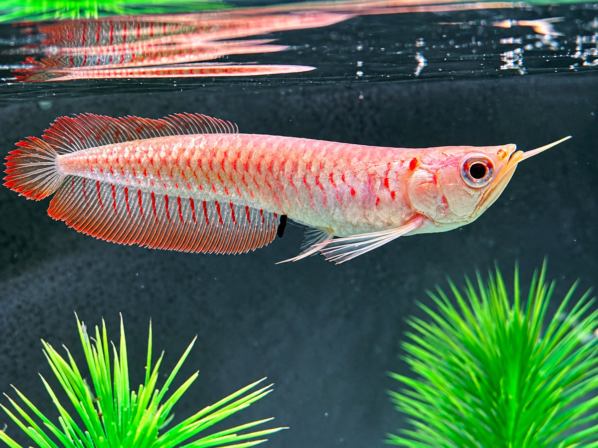 Albino Arowana Silbergabelbart Osteoglossum bicirrhosum