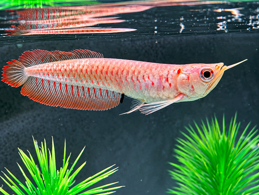 Albino Arowana Silbergabelbart Osteoglossum bicirrhosum