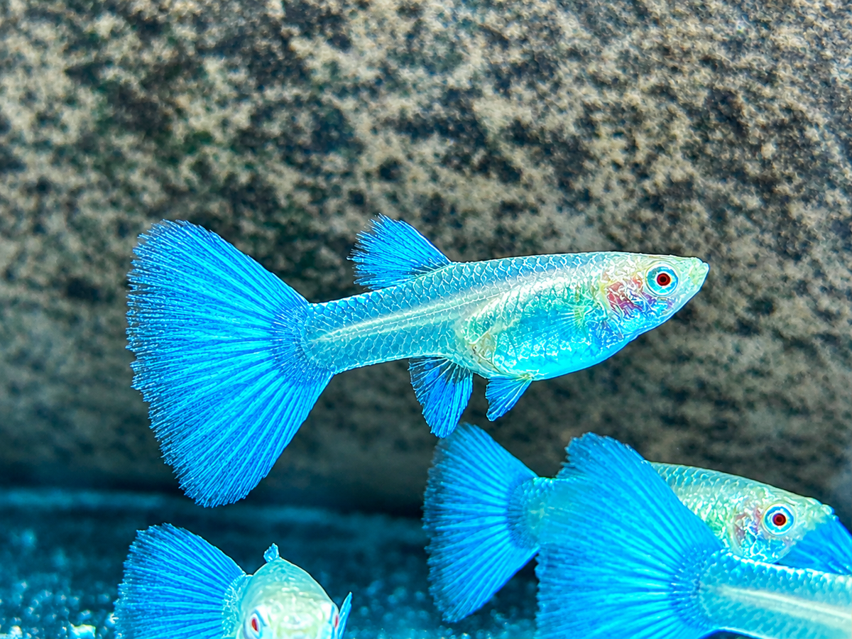 Albino Blue Topaz Guppy Poecilia reticulata Weibchen