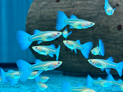Albino Blue Topaz Guppy Poecilia reticulata Weibchen