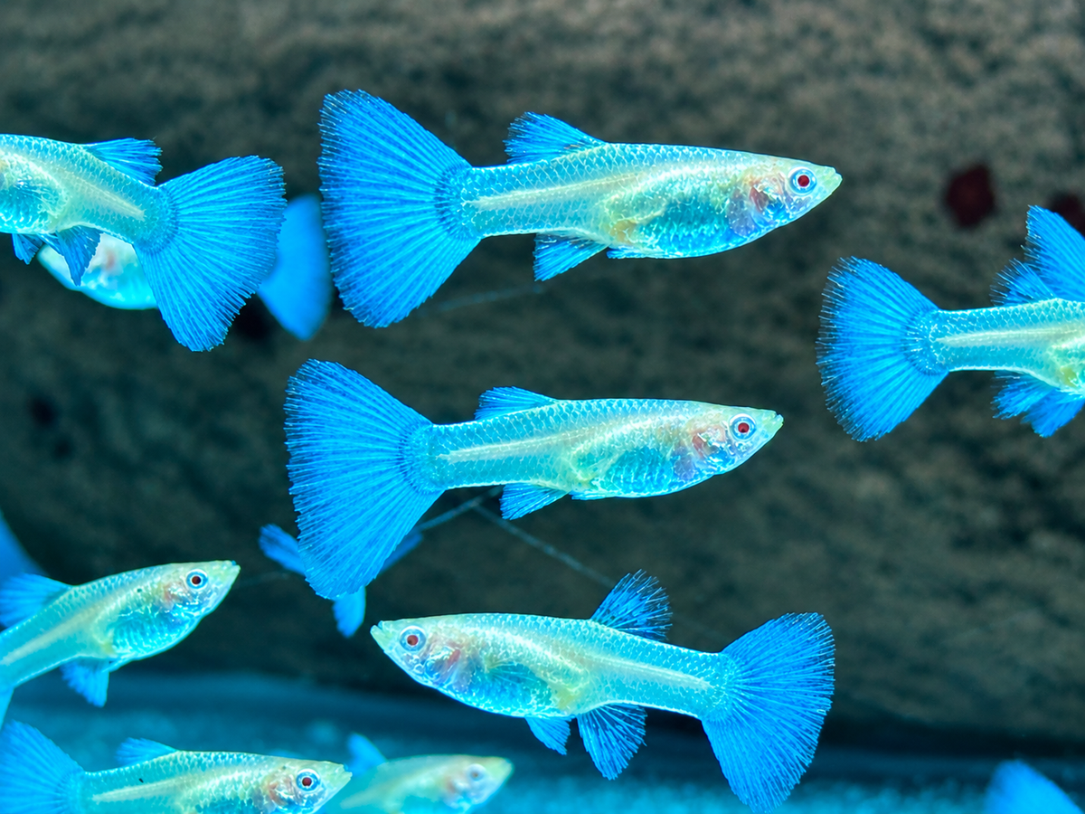 Albino Blue Topaz Guppy Poecilia reticulata Weibchen