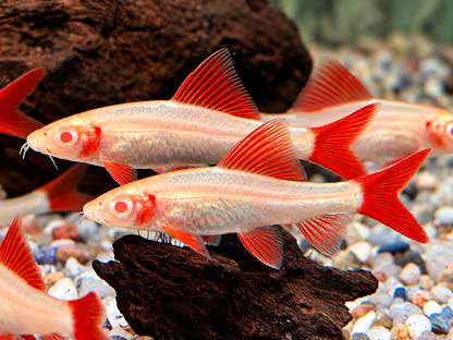 Albino Fransenlipper Labeo Epalzeorhynchos frenatus