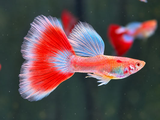 Albino Red Topaz Guppy Poecilia reticulata Männchen