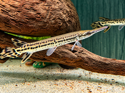 Alligatorhecht Atractosteus Lepisosteus spatula