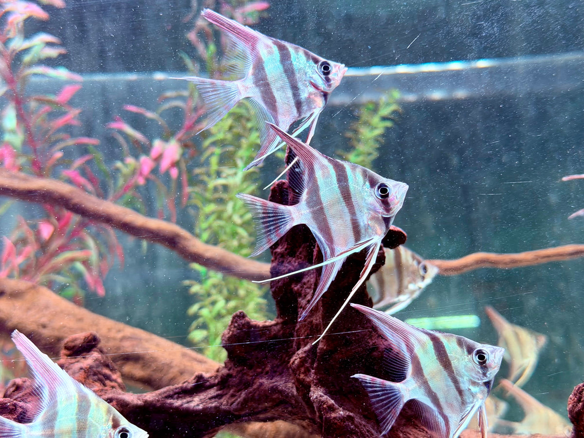 Altum Skalar Orinoco Pterophyllum altum NZ 4 cm Köperdurchmesser