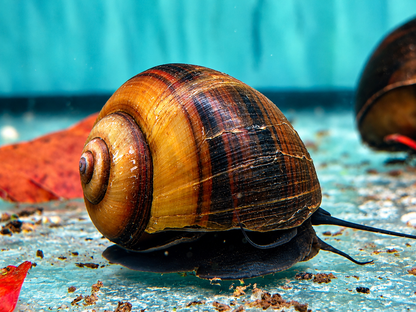 Asiatische Apfelschnecke Pila ampullacea