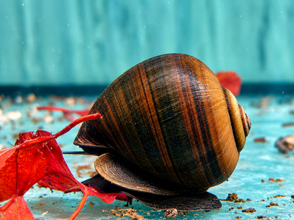 Asiatische Apfelschnecke Pila ampullacea