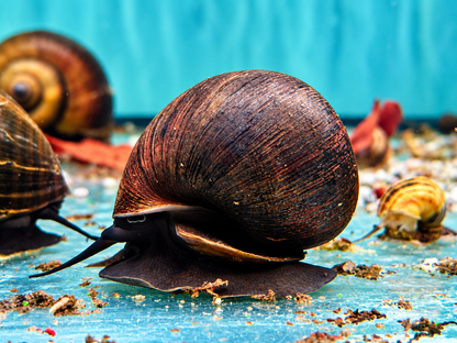 Asiatische Apfelschnecke Pila ampullacea