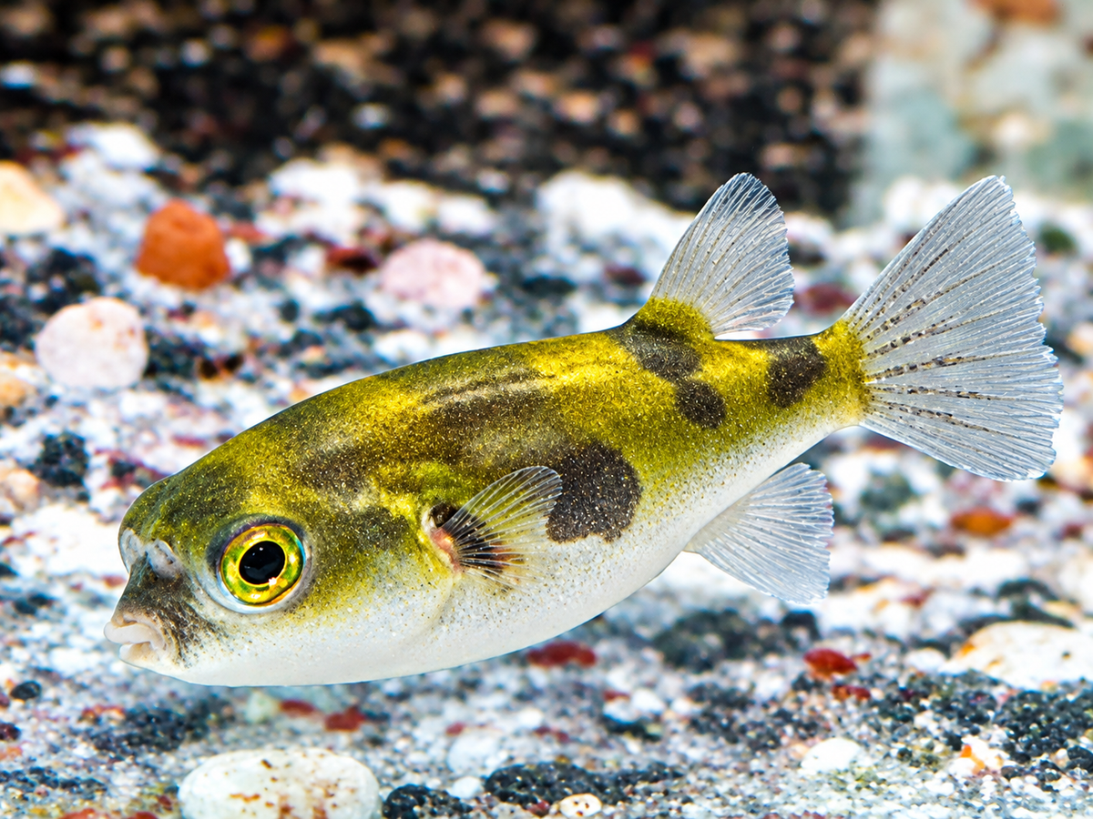 Assel Kugelfisch Papagei Süsswasserkugelfisch Colomesus asellus 3 cm
