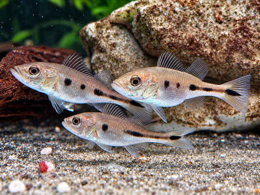 Augenfleck Kammbuntbarsch Cichla orinocensis 4-5 cm