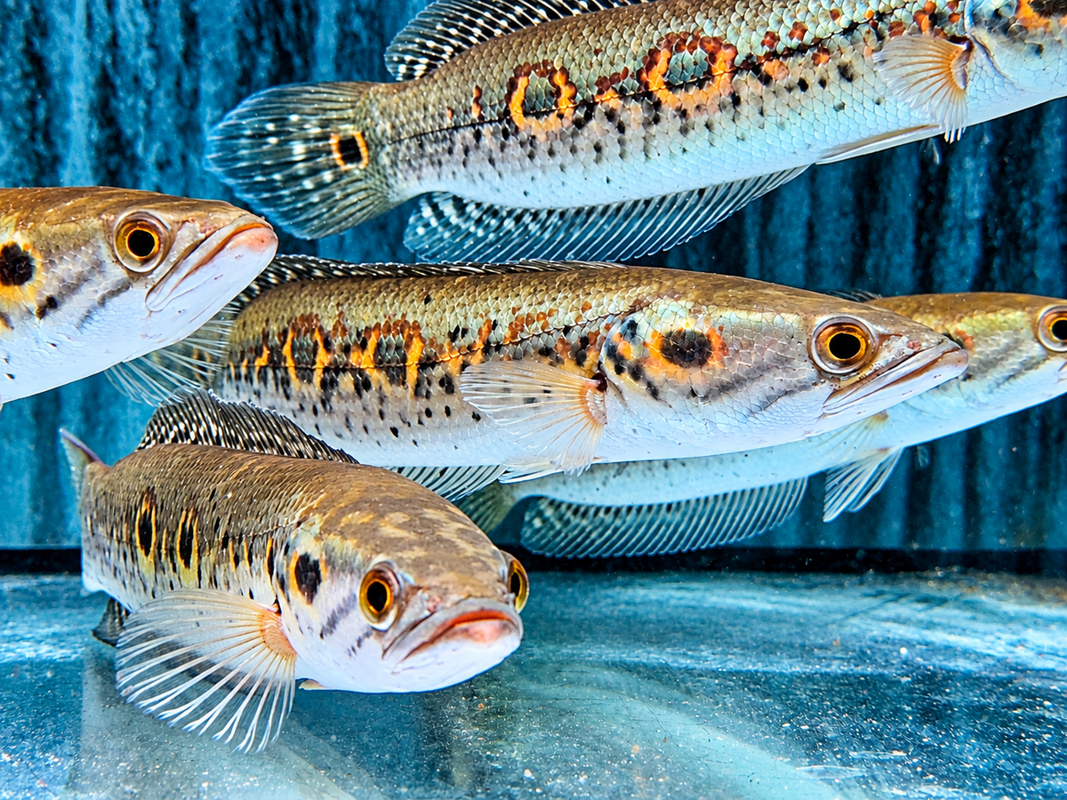 Augenfleck Schlangenkopffisch Channa pleurophthalma 23-26cm
