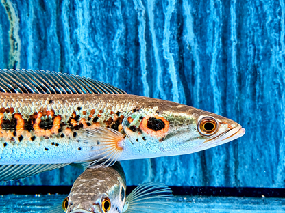 Augenfleck Schlangenkopffisch Channa pleurophthalma 23-26cm