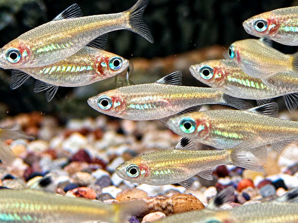 Augenfleckbärbling Rasbora Brevibora dorsiocellata