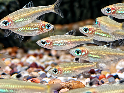 Augenfleckbärbling Rasbora Brevibora dorsiocellata