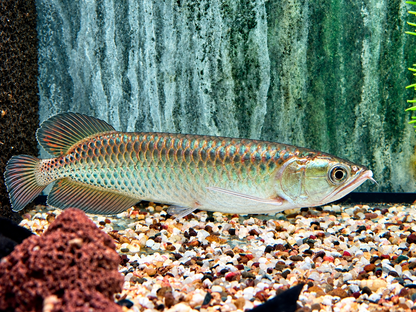Australischer Knochenzüngler Scleropages jardini 15-17 cm