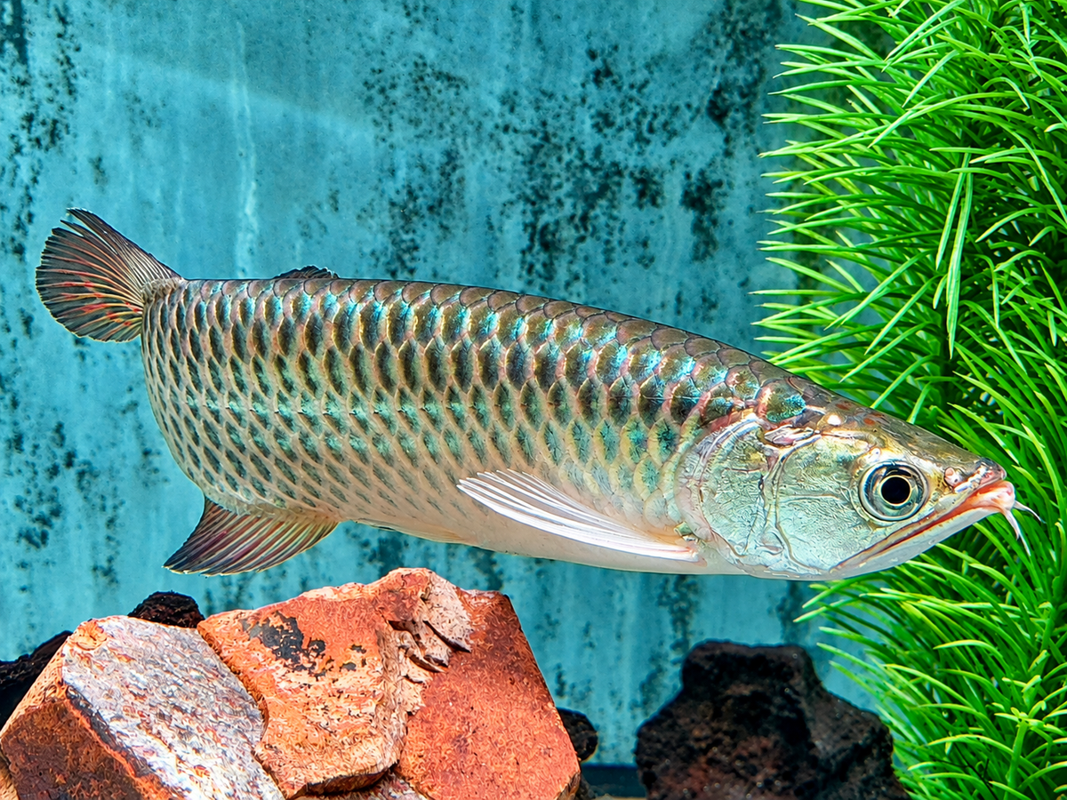 Australischer Knochenzüngler Scleropages jardini 15-17 cm