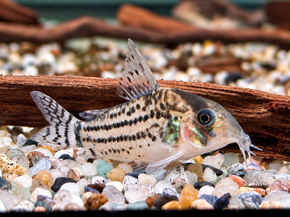 Bänder Panzerwels Hoplisoma Corydoras schwartzi
