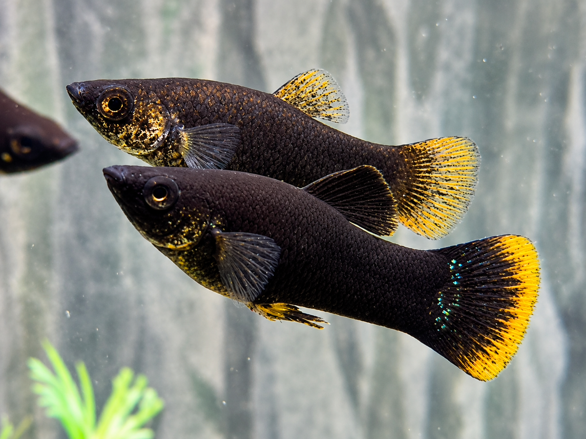 Black Molly Poecilia sphenops