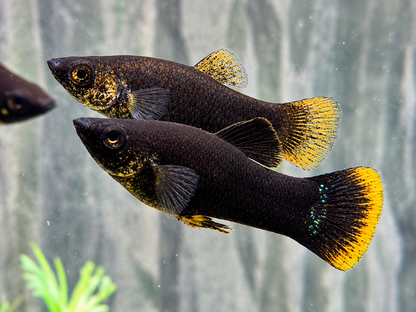 Black Molly Poecilia sphenops