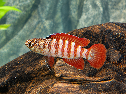 Black Tiger Zwergblaubarsch Dario tigris