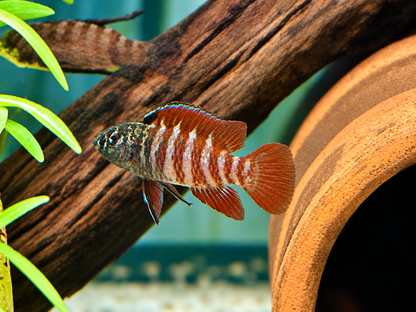 Black Tiger Zwergblaubarsch Dario tigris