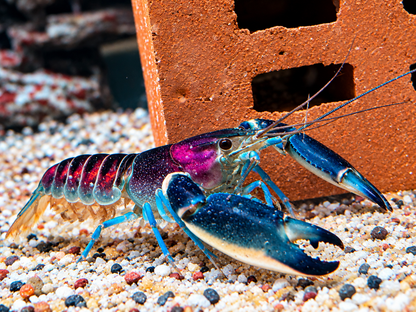 Blau Rosa Krebs Cherax pulcher