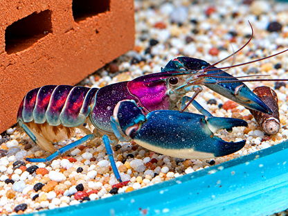 Blau Rosa Krebs Cherax pulcher