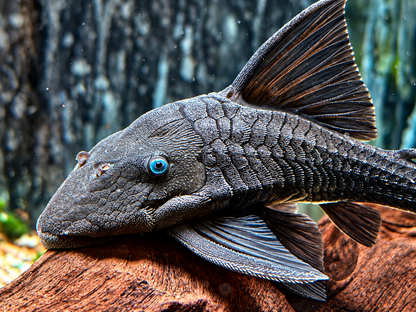 Blauaugen Harnischwels Panaque suttoni 20-25 cm