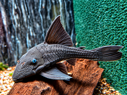 Blauaugen Harnischwels Panaque suttoni 20-25 cm