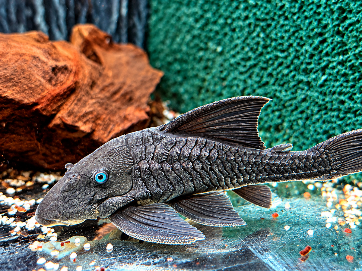 Blauaugen Harnischwels Panaque suttoni 20-25 cm
