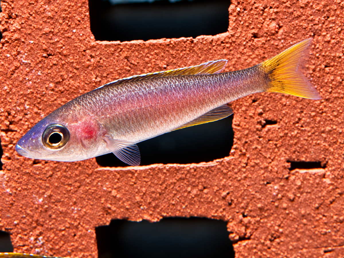 Blauer Heringscichlide Cyprichromis leptosoma Mpulungu